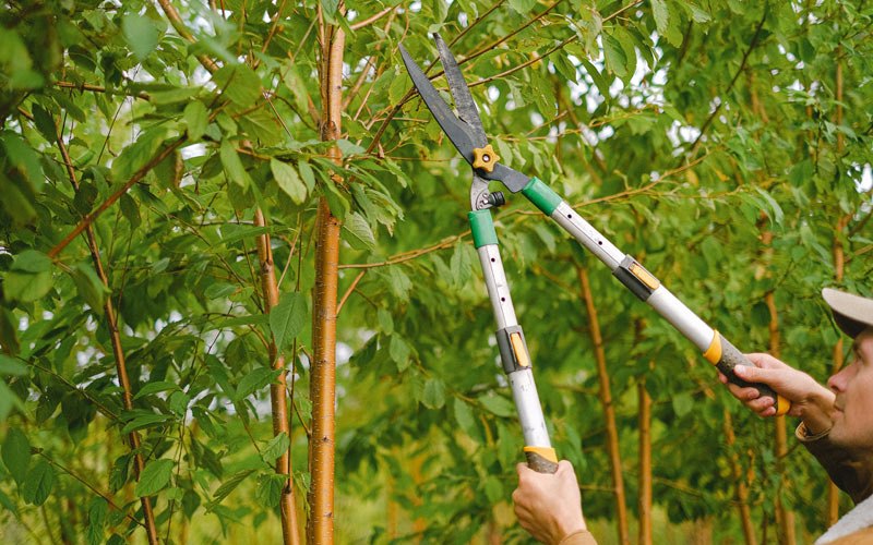 Tree trimming in Sunnyside, WA